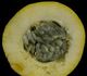 Passiflora ambigua - Пассифлора сомнительная