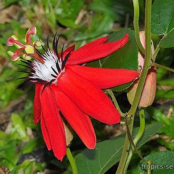 Passiflora coccinea - Пассифлора шарлахоцветная