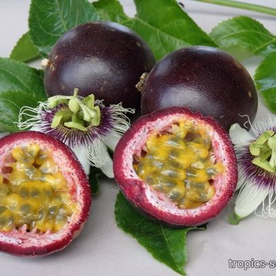Passiflora edulis - Пассифлора съедобная