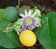 Passiflora ligularis - Пассифлора язычковая