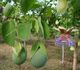 Passiflora maliformis - Пассифлора яблоковидная