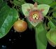 Passiflora maliformis - Пассифлора яблоковидная