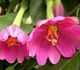 Passiflora mollissima - Пассифлора нежнейшая