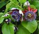 Passiflora quadrangularis - Пассифлора четырехгранная