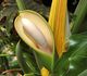 Philodendron bipinnatifidum - Филодендрон двоякоперистый