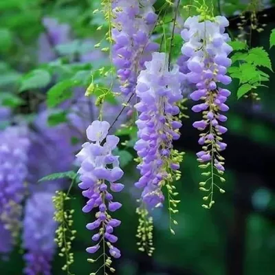 Глициния Китайская (Wisteria sinensis)