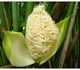 Carludovica palmata - Карлюдовика пальмовидная