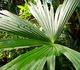 Carludovica palmata - Карлюдовика пальмовидная
