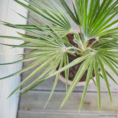 Хамеропс Приземистый (Chamaerops humilis)