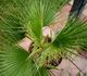 Washingtonia filifera - Вашингтония нитеносная