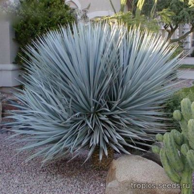 Yucca rigida - Юкка голубая