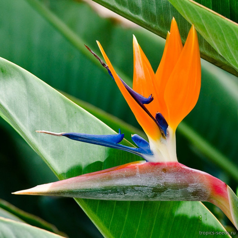 Стрелиция Королевская (Strelitzia reginae)
