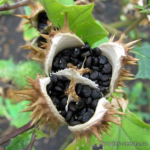 Datura stramonium - Дурман обыкновенный - купить семена на Tropics Seeds.
