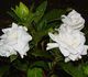 Gardenia jasminoides - Гардения Жасминовидная