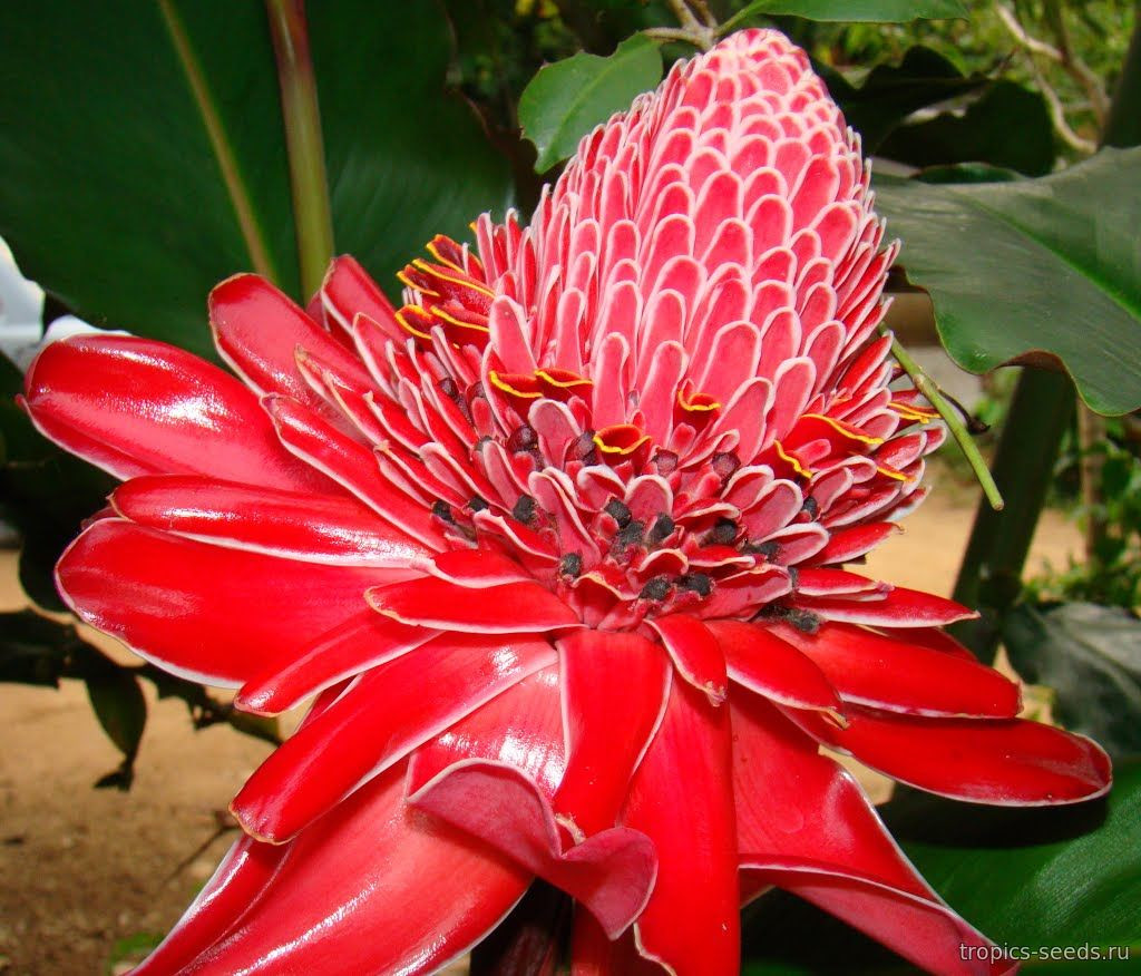 Etlingera hemisphaerica