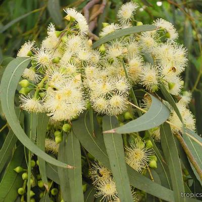 Eucalyptus lehmanniana - Эвкалипт