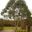 Eucalyptus pauciflora - Эвкалипт малоцветковый