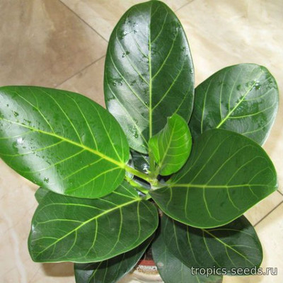 Фикус бенгальский (Ficus benghalensis)