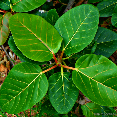 Фикус бенгальский (Ficus benghalensis)