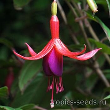 Fuchsia magellanica - Фуксия магелланская