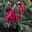 Fuchsia magellanica - Фуксия магелланская
