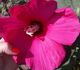 Hibiscus moscheutos - Гибискус мускусный