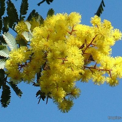 Mimosa scabrella - Мимоза шероховатая