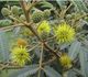 Mimosa scabrella - Мимоза шероховатая