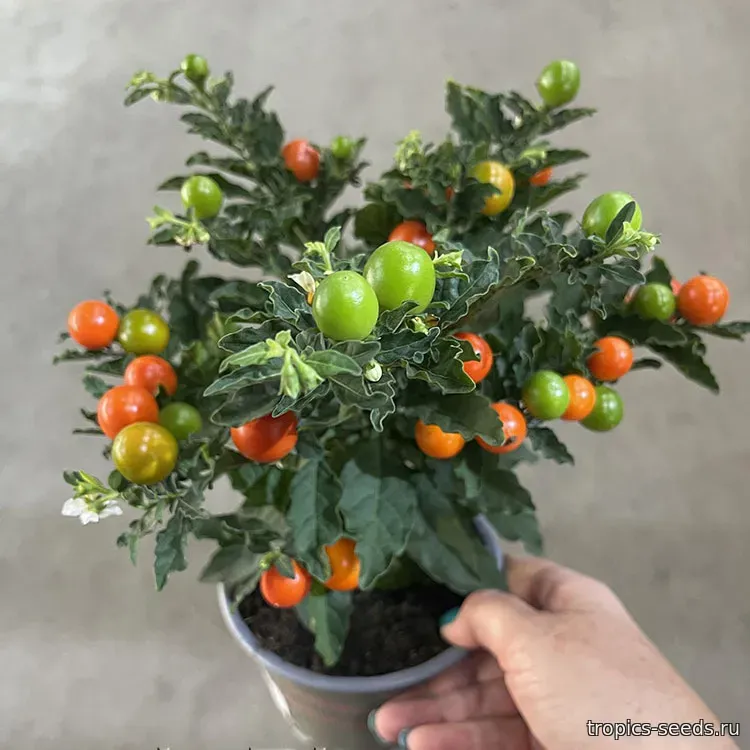 Паслен (Solanum pseudocapsicum), семена 10 шт.: купить с доставкой на