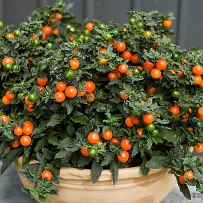 Solanum pseudocapsicum - Паслен ложноперечный