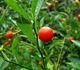 Solanum pseudocapsicum - Паслен ложноперечный