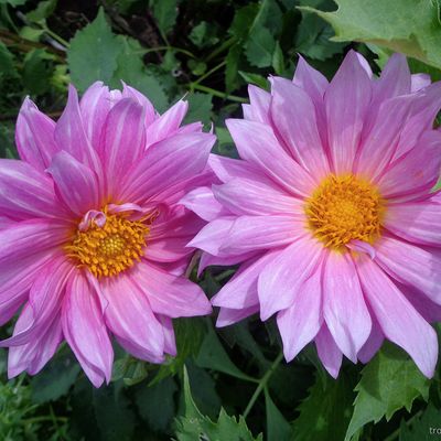 Dahlia cultorum - Георгина 'Pink'