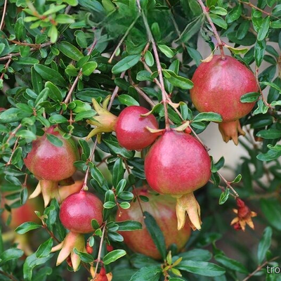 Гранат карликовый (Punica Granatum NANA)