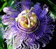 Passiflora incarnata - Пассифлора инкарнатная
