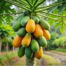 Папайя (Carica papaya), семена 10 шт.