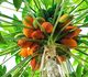 Carica papaya - Папайя (Дынное дерево)