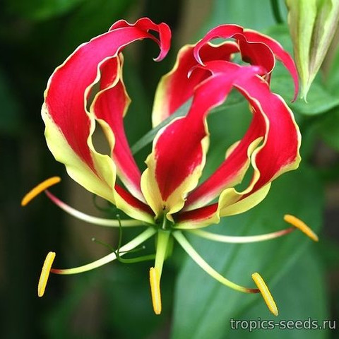 Gloriosa rothschildiana 3 Tropics Seeds