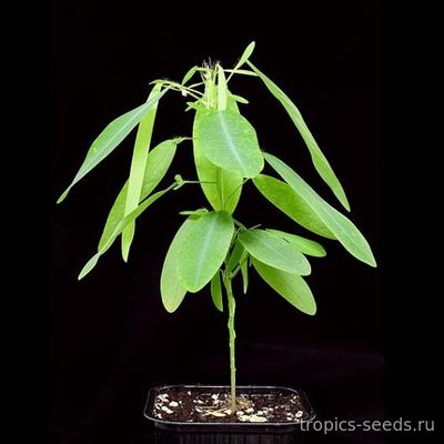 Codariocalyx motorius - Кодариокалис (Танцующее растение)
