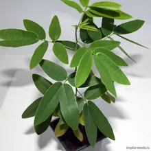 Кодариокалис (Танцующее растение), Codariocalyx motorius, семена 3 шт.