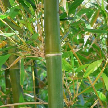 Bambusa nutans - Бамбук пониклый