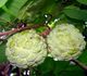 Annona squamosa - Аннона чешуйчатая