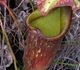 Nepenthes rowanae - Непентес