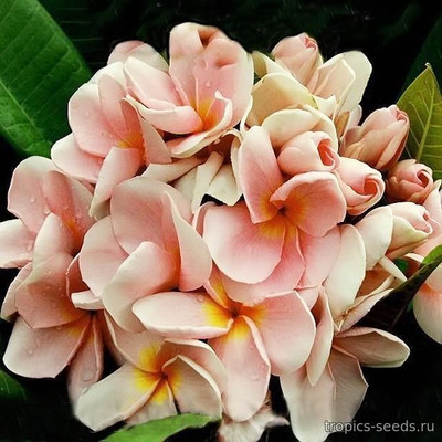 Перейти на страницу товара Plumeria rubra KING PEACH - Плюмерия
