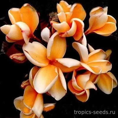 Перейти на страницу товара Plumeria rubra KING RICH GLIMMER - Плюмерия