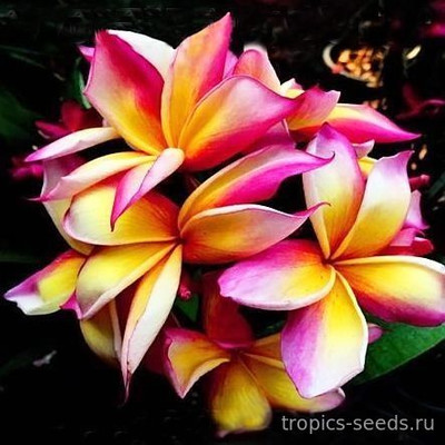 Перейти на страницу товара Plumeria rubra LOVELY COLOURS - Плюмерия