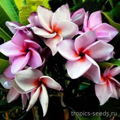 Перейти на страницу товара Plumeria rubra KING MAGENTA - Плюмерия