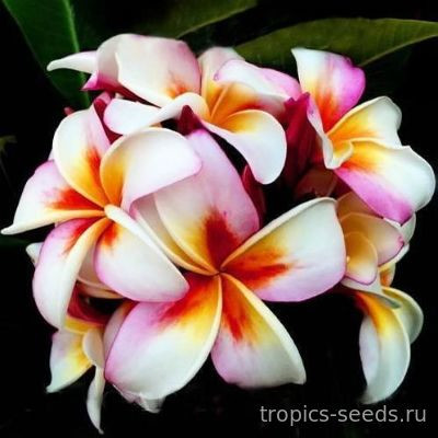 Перейти на страницу товара Plumeria rubra LUCKY MOON - Плюмерия