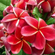 Plumeria rubra DREAM ANGELS - Плюмерия