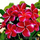 Plumeria rubra DREAM ANGELS - Плюмерия
