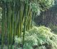 Phyllostachys pubescens - Бамбук гигантский